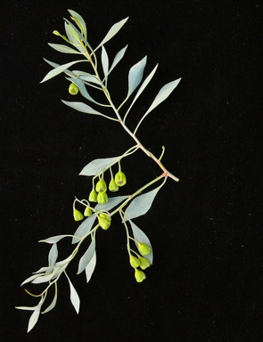 APII jpeg image of Codonocarpus cotinifolius  © contact APII