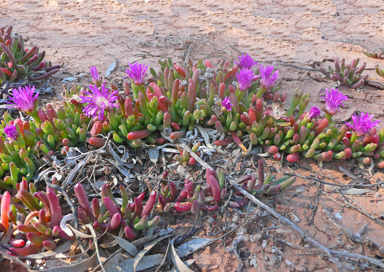 APII jpeg image of Disphyma crassifolium subsp. clavellatum  © contact APII