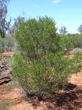 APII jpeg image of Dodonaea viscosa subsp. angustissima  © contact APII