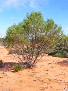 APII jpeg image of Duboisia hopwoodii  © contact APII