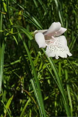 APII jpeg image of Eremophila bignoniiflora  © contact APII