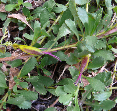 APII jpeg image of Eremophila biserrata  © contact APII