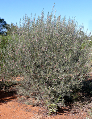 APII jpeg image of Eremophila oppositifolia subsp. oppositifolia  © contact APII