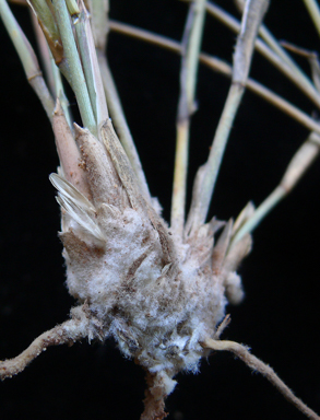 APII jpeg image of Eriachne helmsii  © contact APII