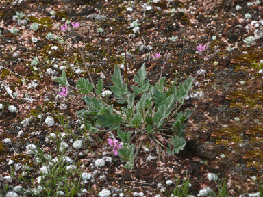 APII jpeg image of Erodium aureum  © contact APII