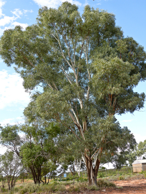 APII jpeg image of Eucalyptus camaldulensis  © contact APII