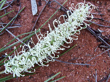 APII jpeg image of Grevillea pterosperma  © contact APII