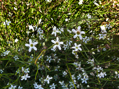 APII jpeg image of Orianthera nuda  © contact APII