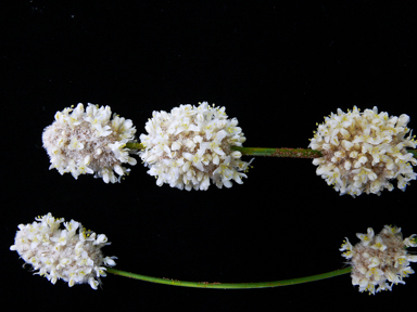 APII jpeg image of Lomandra leucocephala subsp. robusta  © contact APII