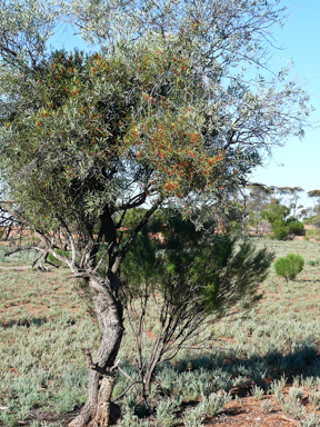 APII jpeg image of Lysiana exocarpi subsp. exocarpi  © contact APII