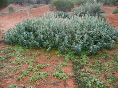 APII jpeg image of Marrubium vulgare  © contact APII