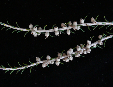 APII jpeg image of Melaleuca lanceolata  © contact APII