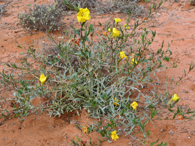 APII jpeg image of Oenothera stricta  © contact APII