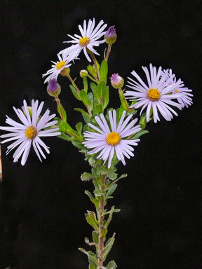 APII jpeg image of Olearia rudis  © contact APII
