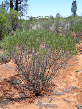 APII jpeg image of Senna artemisioides subsp. filifolia  © contact APII