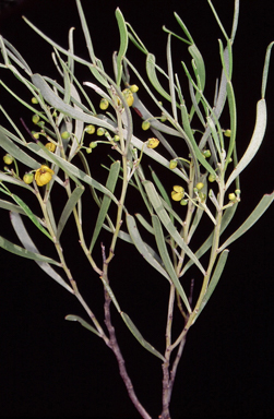 APII jpeg image of Senna phyllodinea  © contact APII