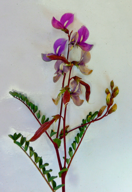 APII jpeg image of Swainsona colutoides  © contact APII