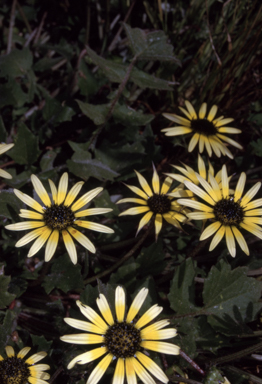 APII jpeg image of Arctotheca calendula  © contact APII