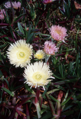 APII jpeg image of Carpobrotus edulis  © contact APII