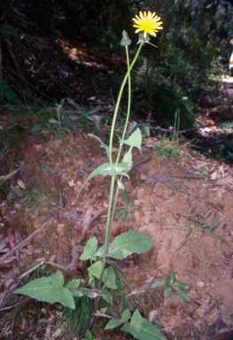APII jpeg image of Sonchus oleraceus  © contact APII