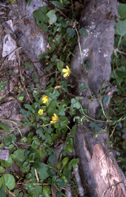 APII jpeg image of Oxalis exilis  © contact APII