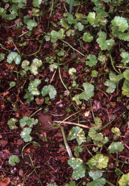 APII jpeg image of Hydrocotyle sibthorpioides  © contact APII
