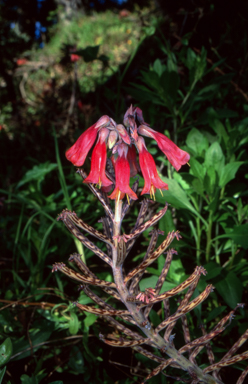 APII jpeg image of Bryophyllum delagoense  © contact APII