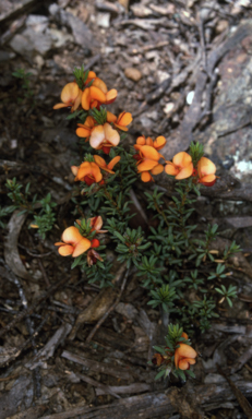 APII jpeg image of Pultenaea subspicata  © contact APII