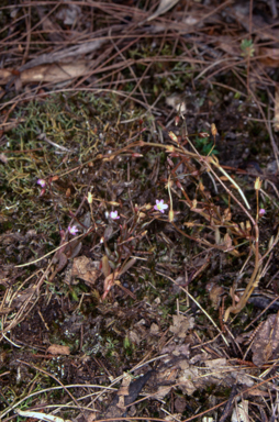 APII jpeg image of Calandrinia calyptrata  © contact APII