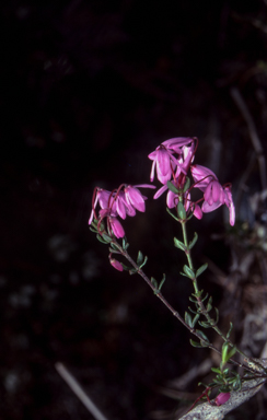 APII jpeg image of Tetratheca bauerifolia  © contact APII