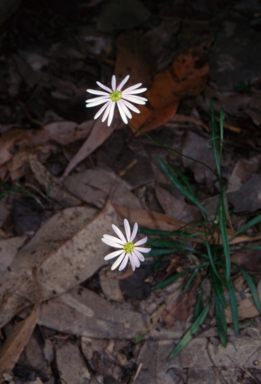 APII jpeg image of Brachyscome triloba  © contact APII