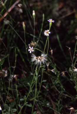 APII jpeg image of Vittadinia cuneata var. cuneata  © contact APII