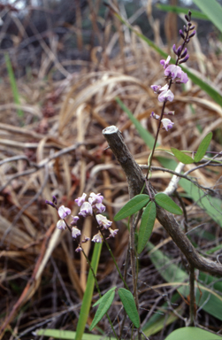 APII jpeg image of Glycine tabacina  © contact APII