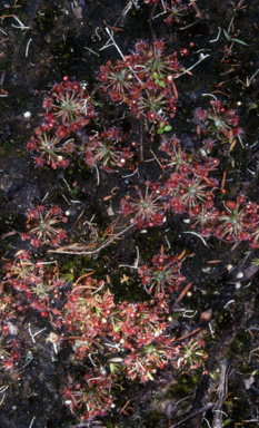 APII jpeg image of Drosera pygmaea  © contact APII