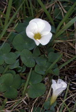 APII jpeg image of Oxalis purpurea  © contact APII