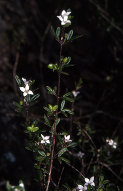 APII jpeg image of Zieria pilosa  © contact APII