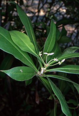 APII jpeg image of Tasmannia insipida  © contact APII