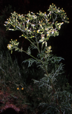 APII jpeg image of Senecio bipinnatisectus  © contact APII