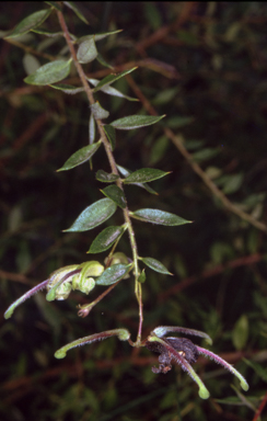 APII jpeg image of Grevillea mucronulata  © contact APII