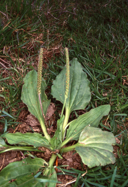 APII jpeg image of Plantago major  © contact APII