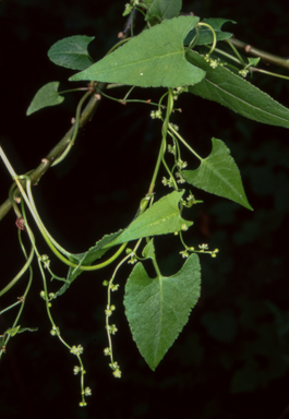 APII jpeg image of Muehlenbeckia gracillima  © contact APII
