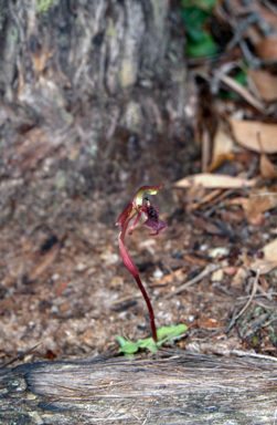 APII jpeg image of Chiloglottis reflexa  © contact APII