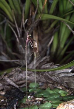 APII jpeg image of Cyrtostylis reniformis  © contact APII