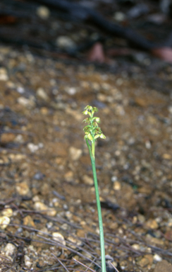 APII jpeg image of Corunastylis pumila  © contact APII
