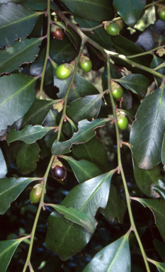 APII jpeg image of Diospyros australis  © contact APII