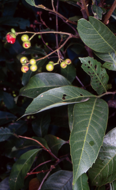 APII jpeg image of Alectryon subcinereus  © contact APII