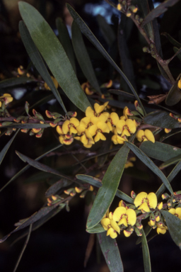 APII jpeg image of Daviesia suaveolens  © contact APII