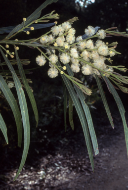 APII jpeg image of Acacia mabellae  © contact APII