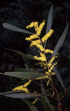 APII jpeg image of Acacia longifolia subsp. longifolia  © contact APII