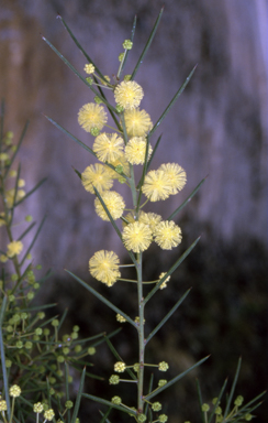 APII jpeg image of Acacia genistifolia  © contact APII
